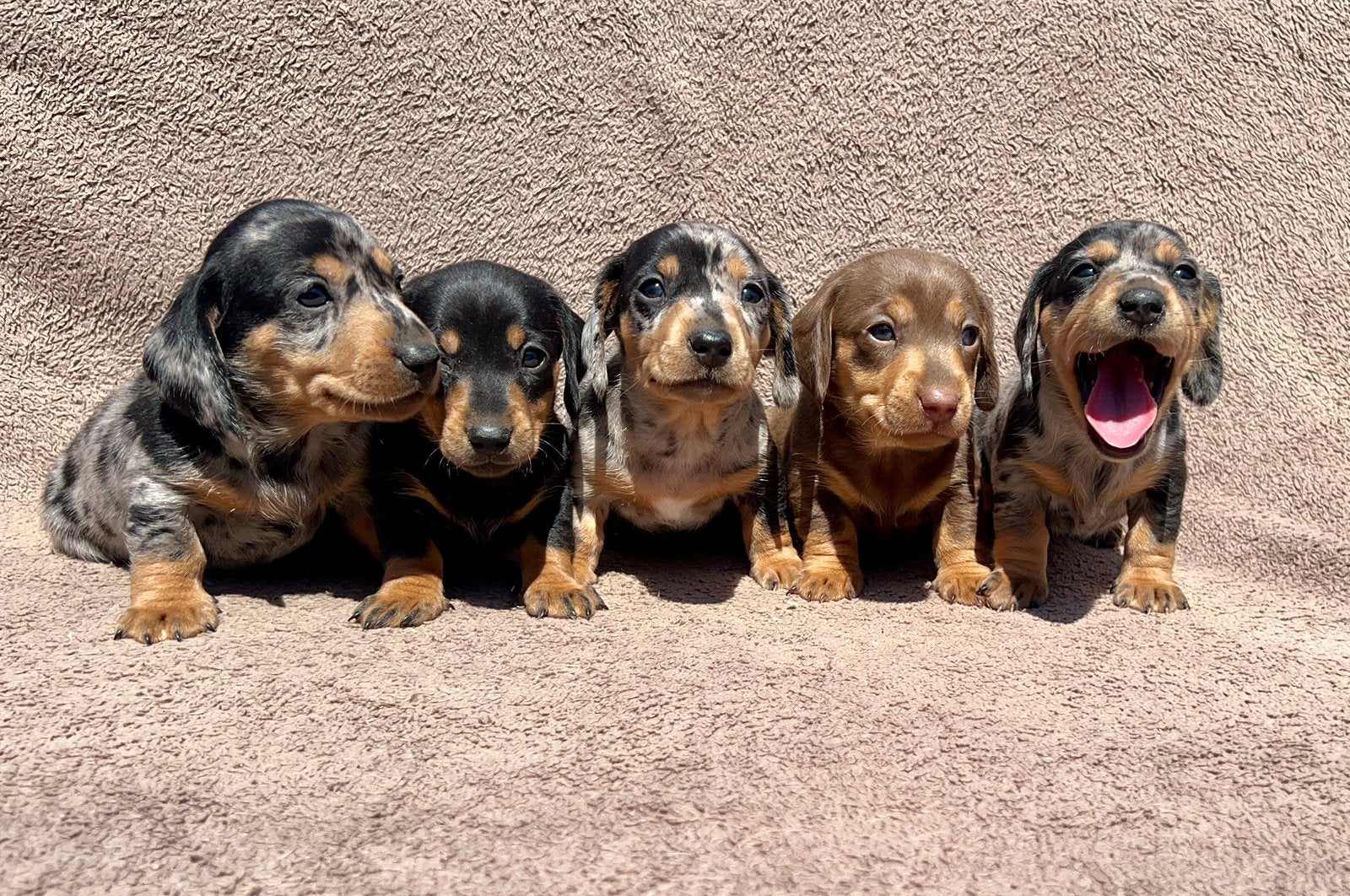 Prachtige teckel pups, Dieren en Toebehoren, Parvo, België, Fokker | Hobbymatig, 8 tot 15 weken