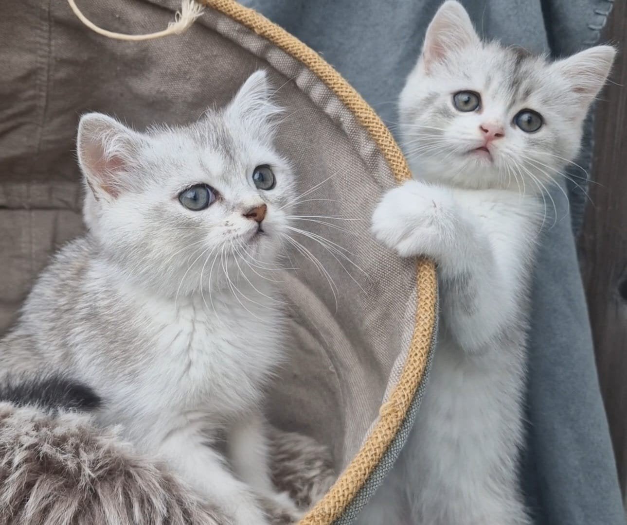 Britse korthaar kittens, Meerdere dieren, Ontwormd, 0 tot 2 jaar