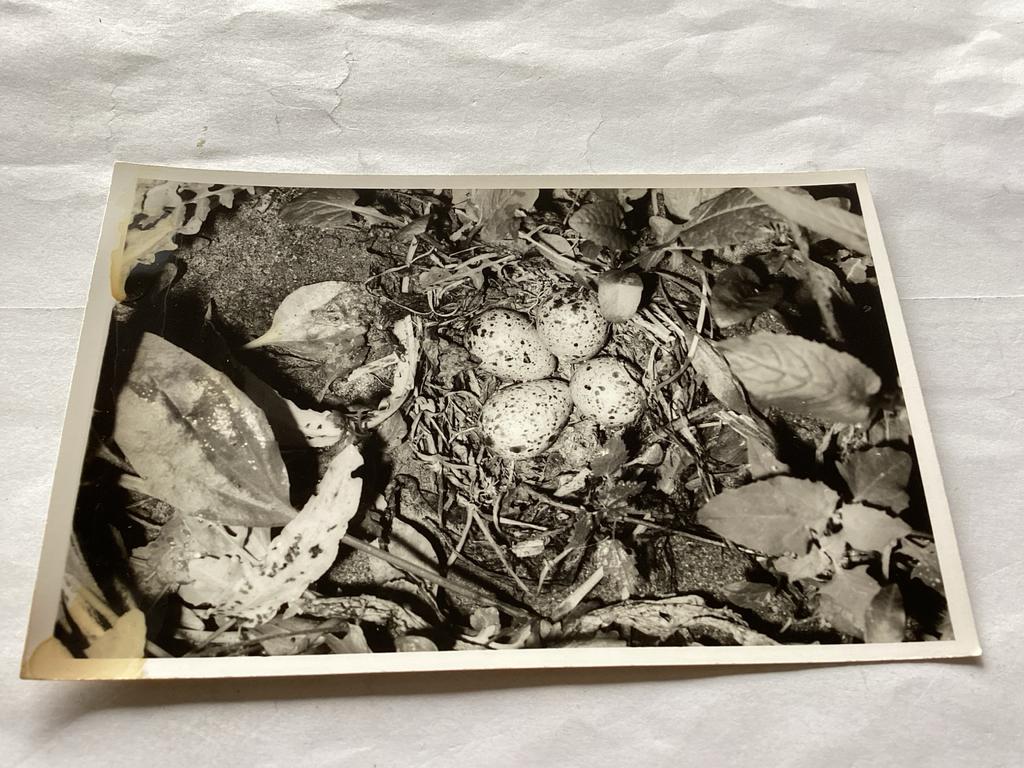 Vintage foto: Vogelnest met eieren, Reesinck Zutphen 1971, 1960 tot 1980, Gebruikt, Foto, Ophalen of Verzenden
