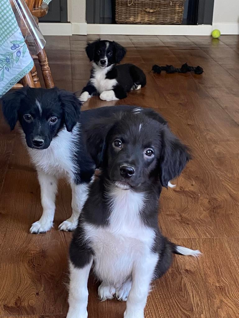Prachtige BORDER COLLIE x FRIESE STABIJ pup - reutje, Parvo, Nederland, Reu, 8 tot 15 weken