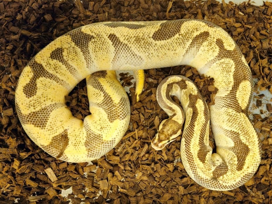 0.1(Super)Orange Dream Enchi het Desert Ghost Proven Breeder, Dieren en Toebehoren, Reptielen en Amfibieën, Slang, 3 tot 6 jaar