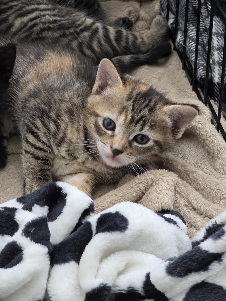 Kittens, Meerdere dieren, Ontwormd, 0 tot 2 jaar