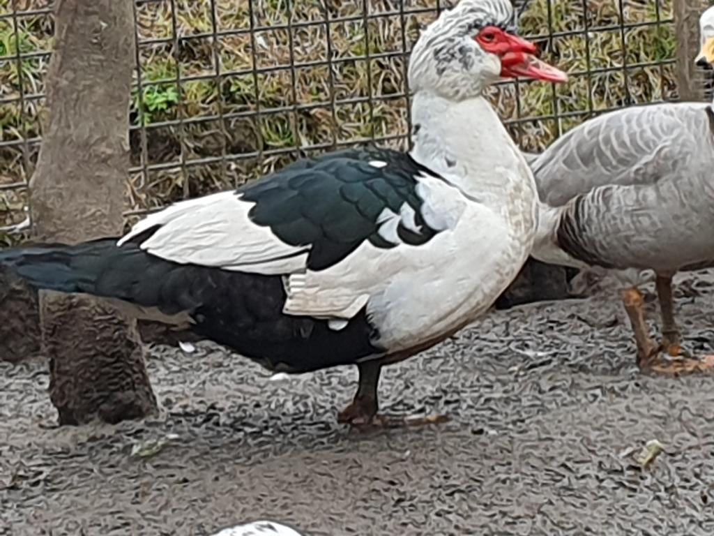 Volwassen Kaapse eenden,Muskus eenden, Doksa,Doksi,Boeren, Meerdere dieren, Eend