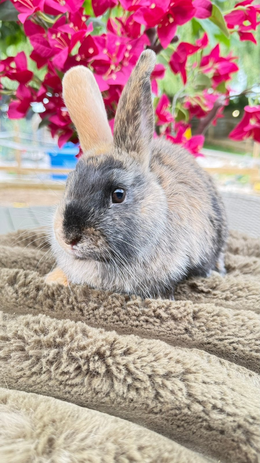 Deze lieverd, half satijn, ram mag verhuizen, Dieren en Toebehoren, Konijnen, Mannelijk