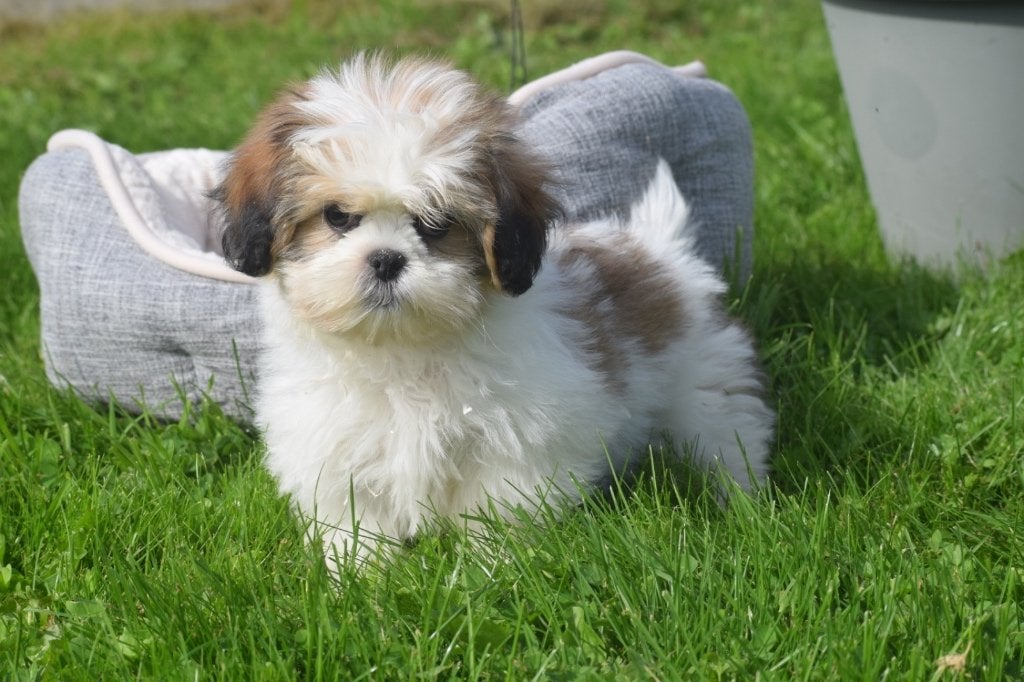 Shih-tzu pups nieuw nestje, Dieren en Toebehoren, 15 weken tot 1 jaar, Overige rassen, Buitenland, Meerdere