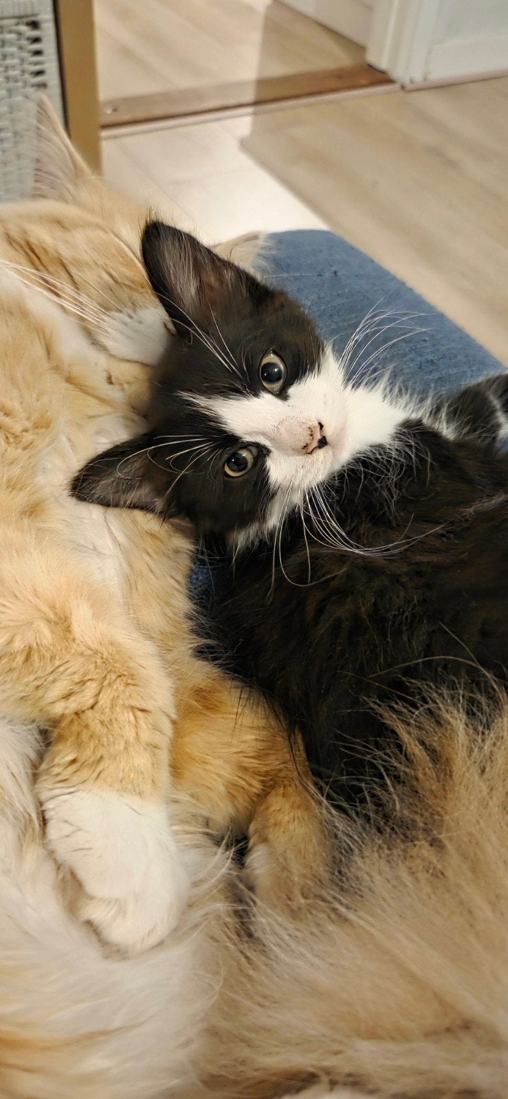 kruising ragdoll maincoon Europese korthaar, Poes, Ontwormd, 0 tot 2 jaar