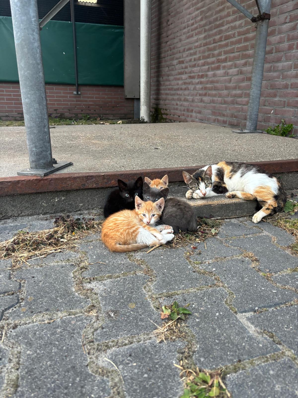 Lieve boerderij kittens, Meerdere dieren