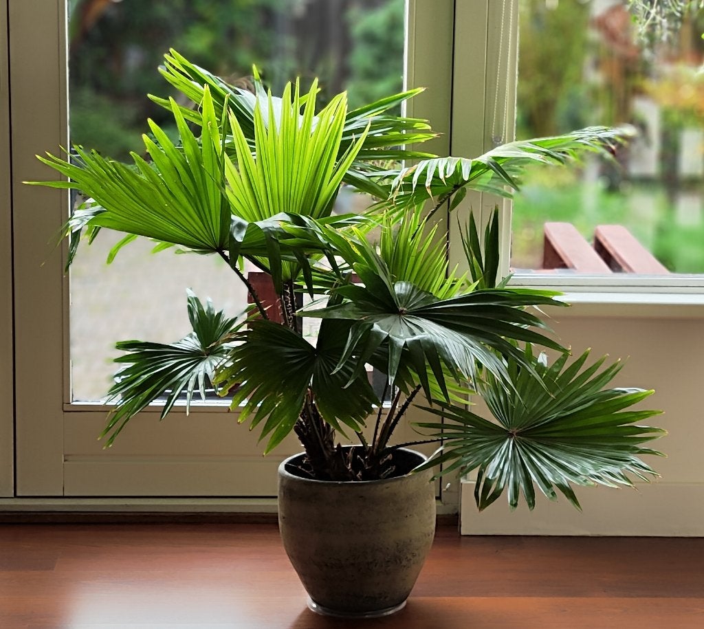Livistona, 100 tot 150 cm, Palm, Ophalen of Verzenden, In pot
