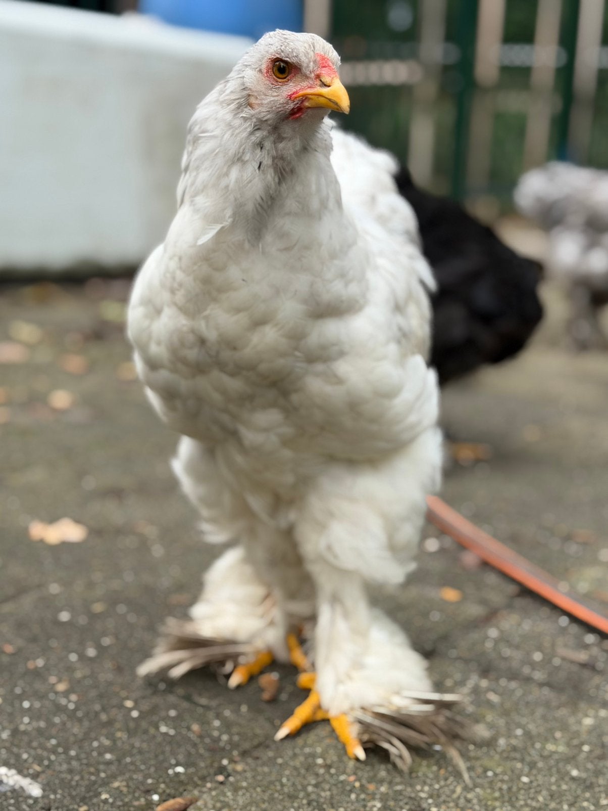 Brahma haan, Dieren en Toebehoren, Mannelijk, Kip