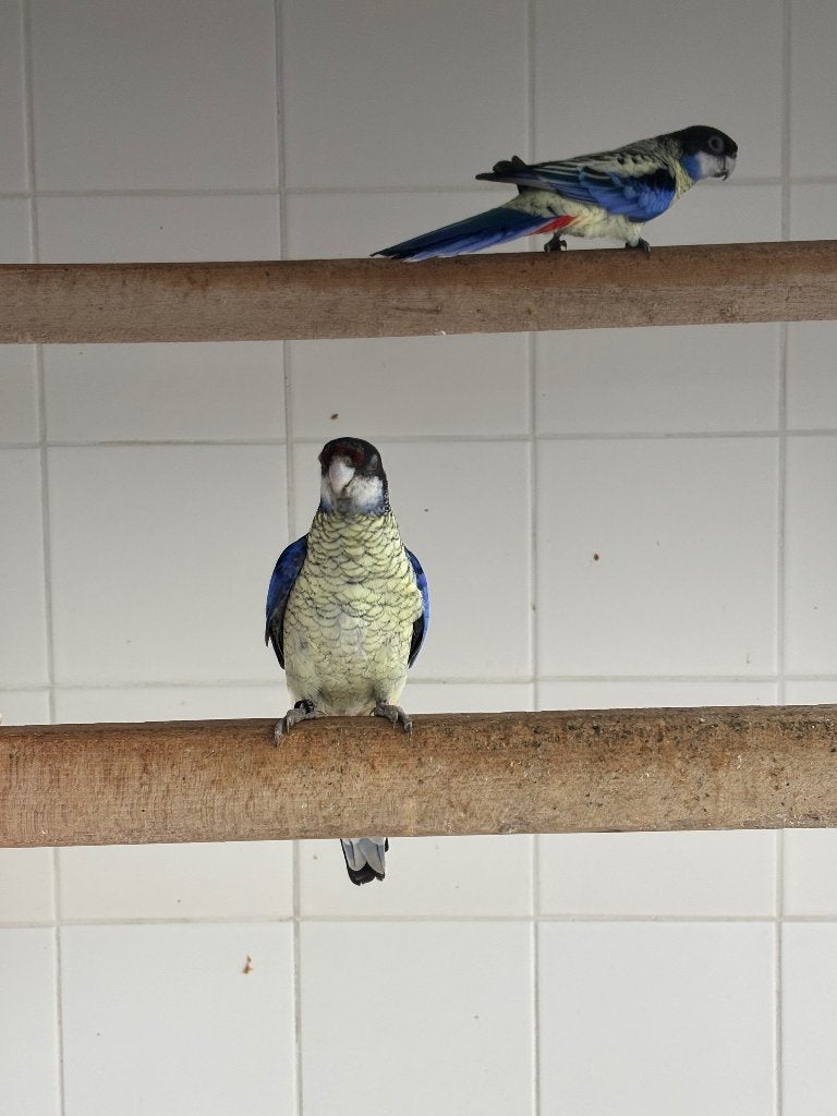 Gevraagd 1-0 Brown Rosella, Dieren en Toebehoren, Vogels | Parkieten en Papegaaien, Mannelijk, Parkiet