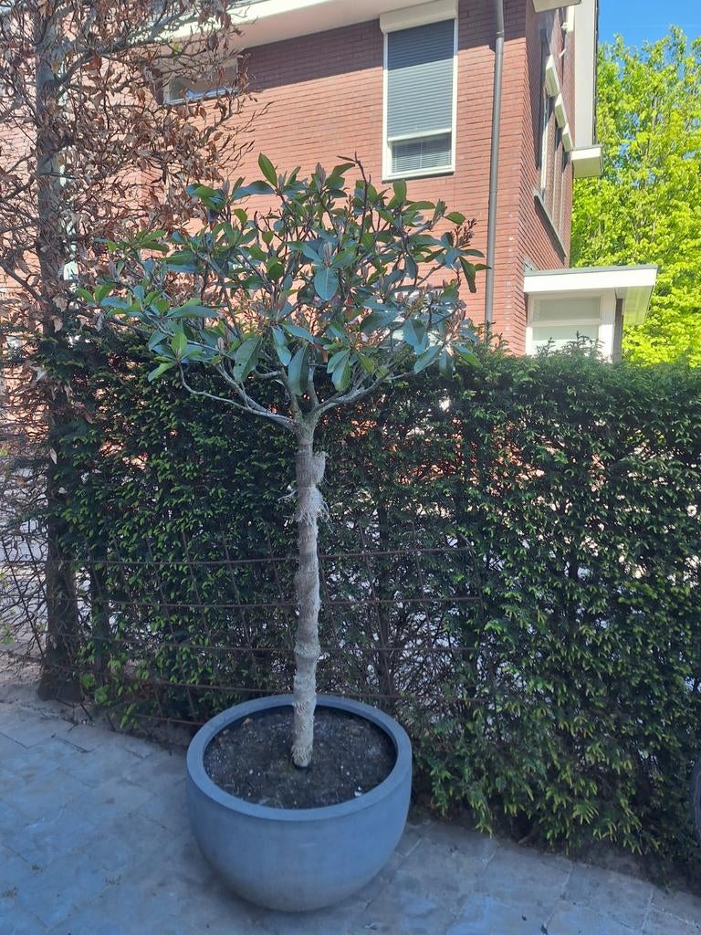 Glansmispel op stam inclusief pot (Photinia Red Robin) –, Ophalen, Lente, Halfschaduw, 100 tot 250 cm
