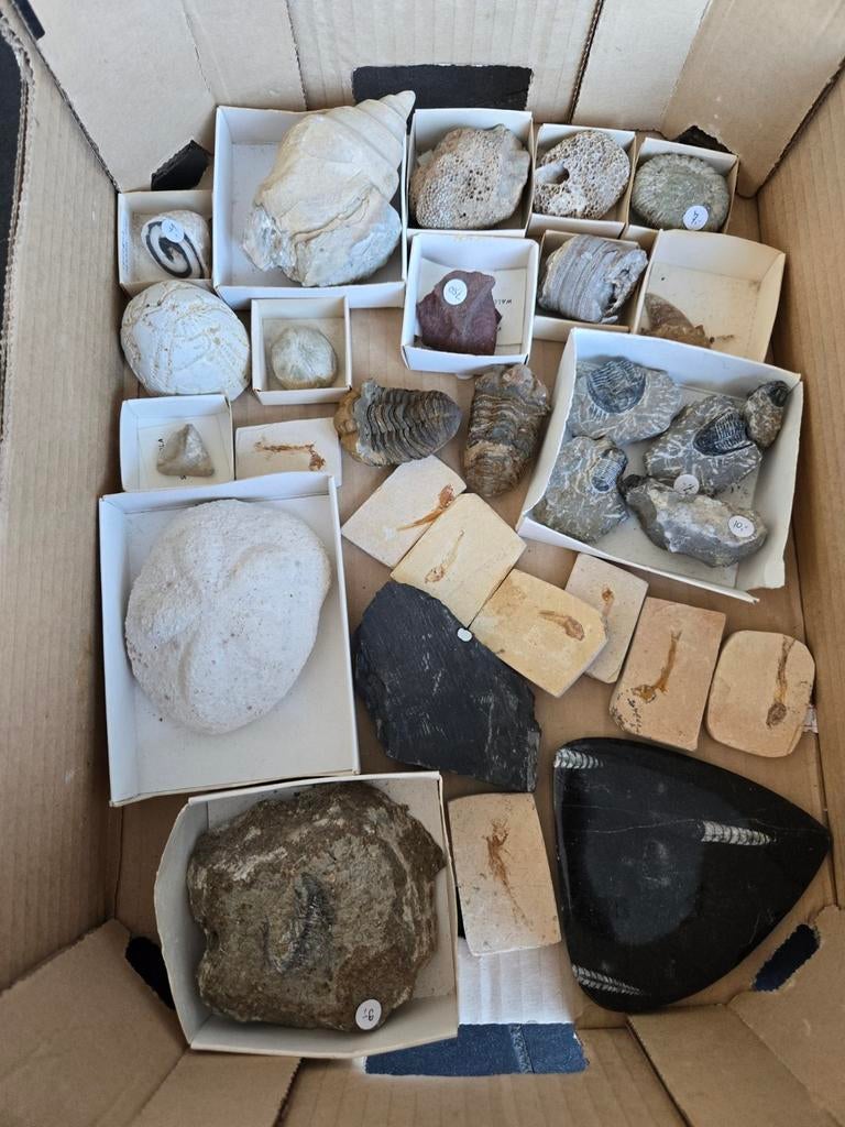 Partij fossielen 30 stuks VERKOCHT, Verzamelen, Ophalen of Verzenden, Fossiel