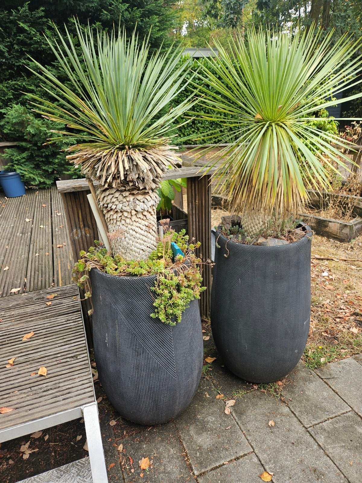2x yucca palm in antraciet kleur stenen pot, Ophalen, Rond, Steen
