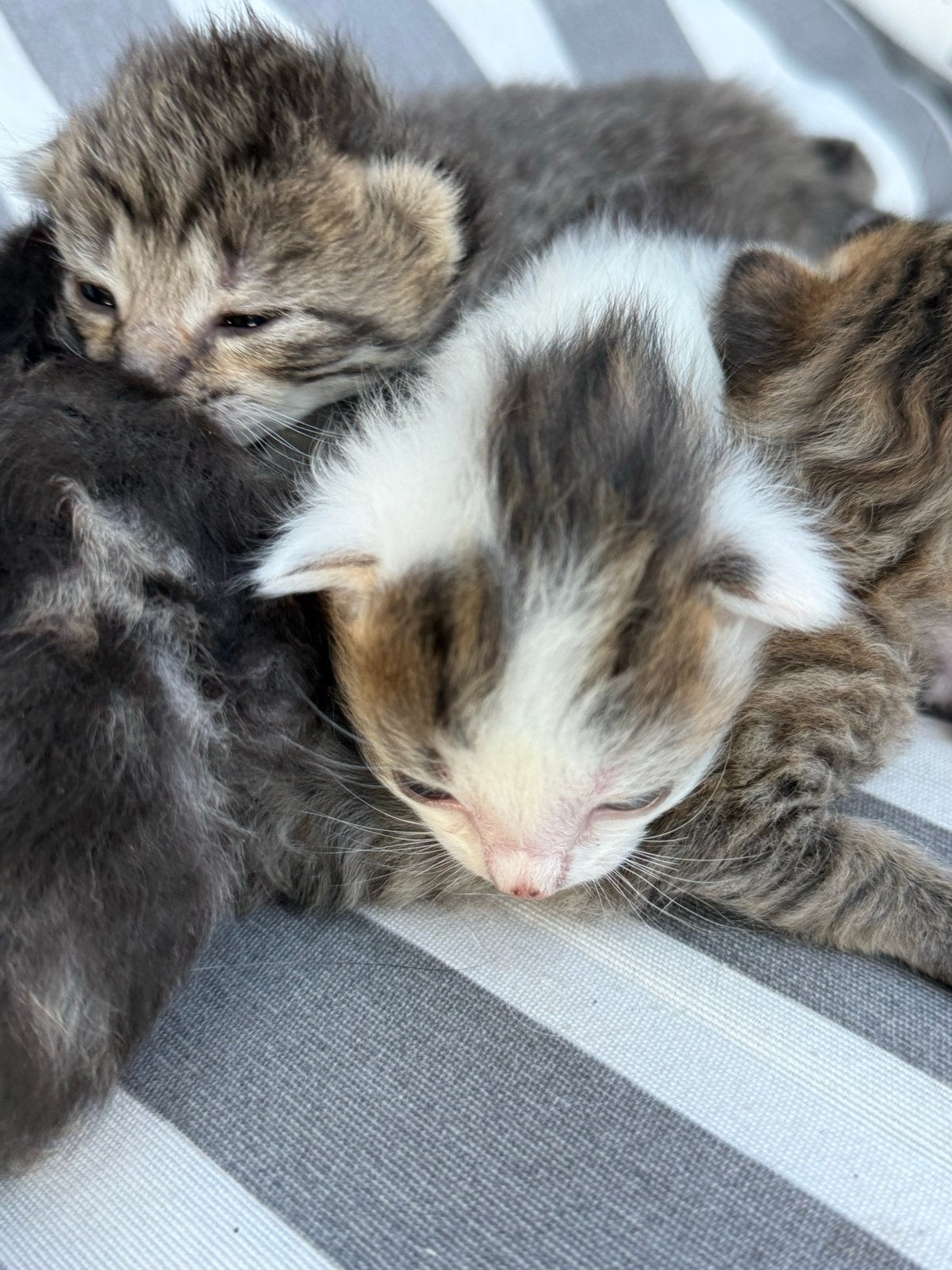 Halflangharige kittens, Meerdere dieren, Langharig, 0 tot 2 jaar