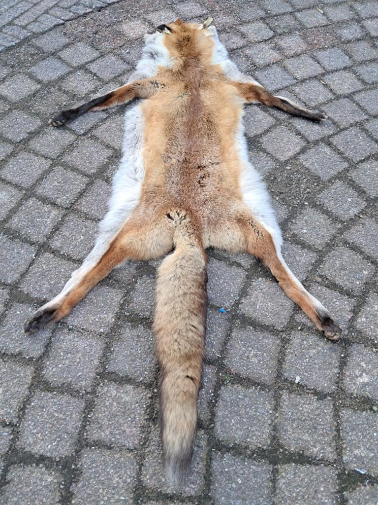 Echte dierenhuid / vacht vos– interieurdecoratie – 120cm, Ophalen of Verzenden, Zo goed als nieuw, Wild dier, Overige typen