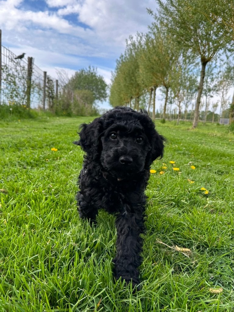MEDIUM PUP DOODLE REU XAVI, Dieren en Toebehoren, Honden | Retrievers, Spaniëls en Waterhonden, Reu, Overige rassen, Fokker | Professioneel