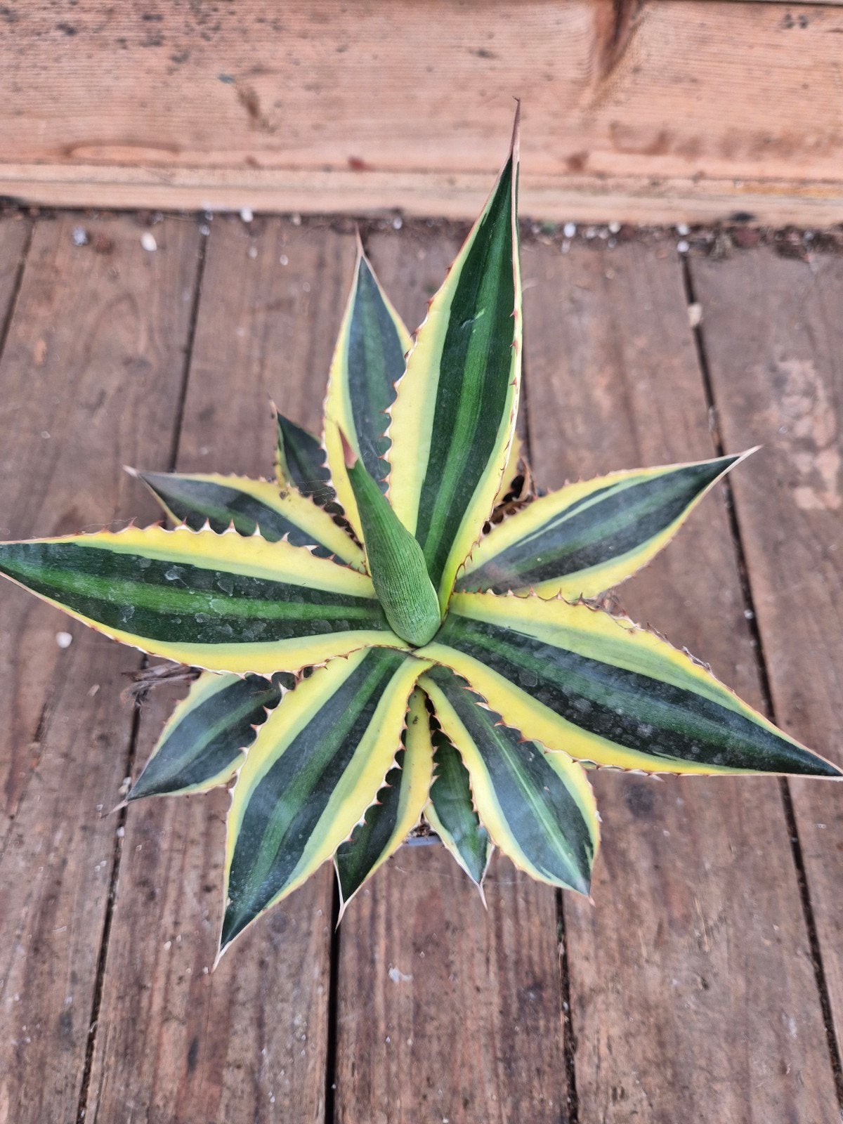 Agave Lophantha Tricolor p12, Ophalen of Verzenden, Halfschaduw, Minder dan 100 cm