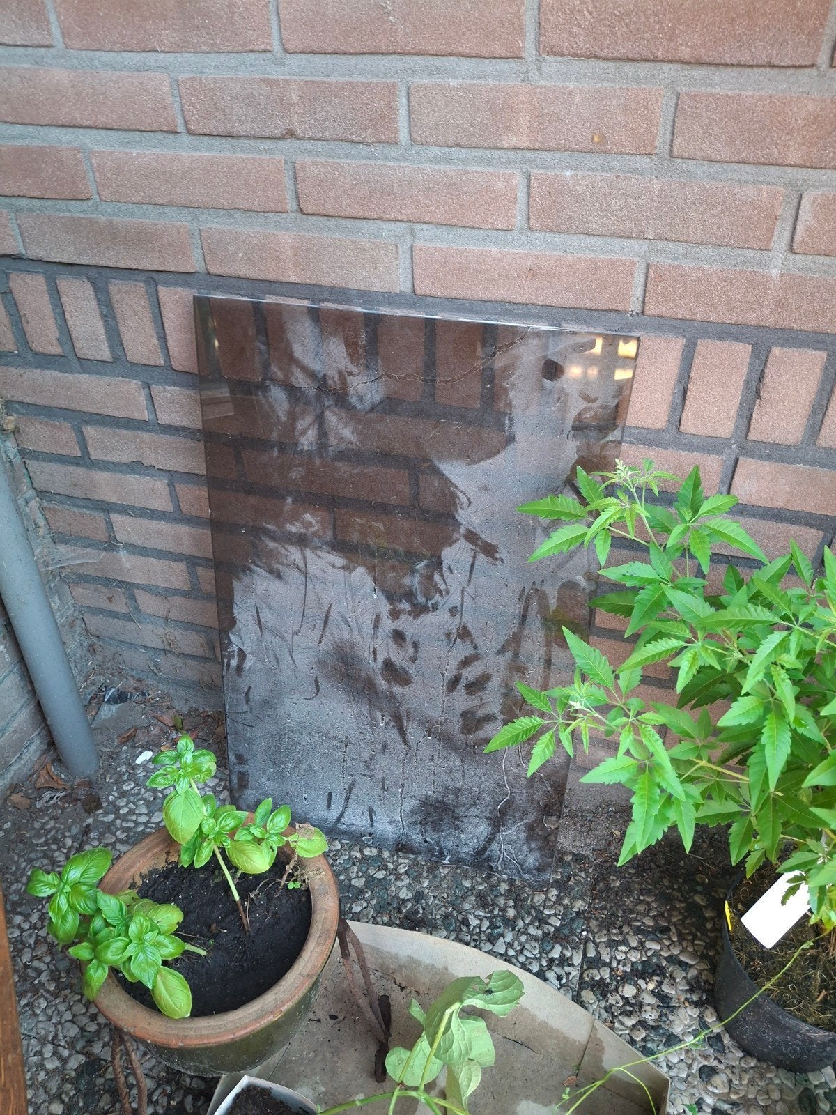 Rookglas plaat, Ophalen