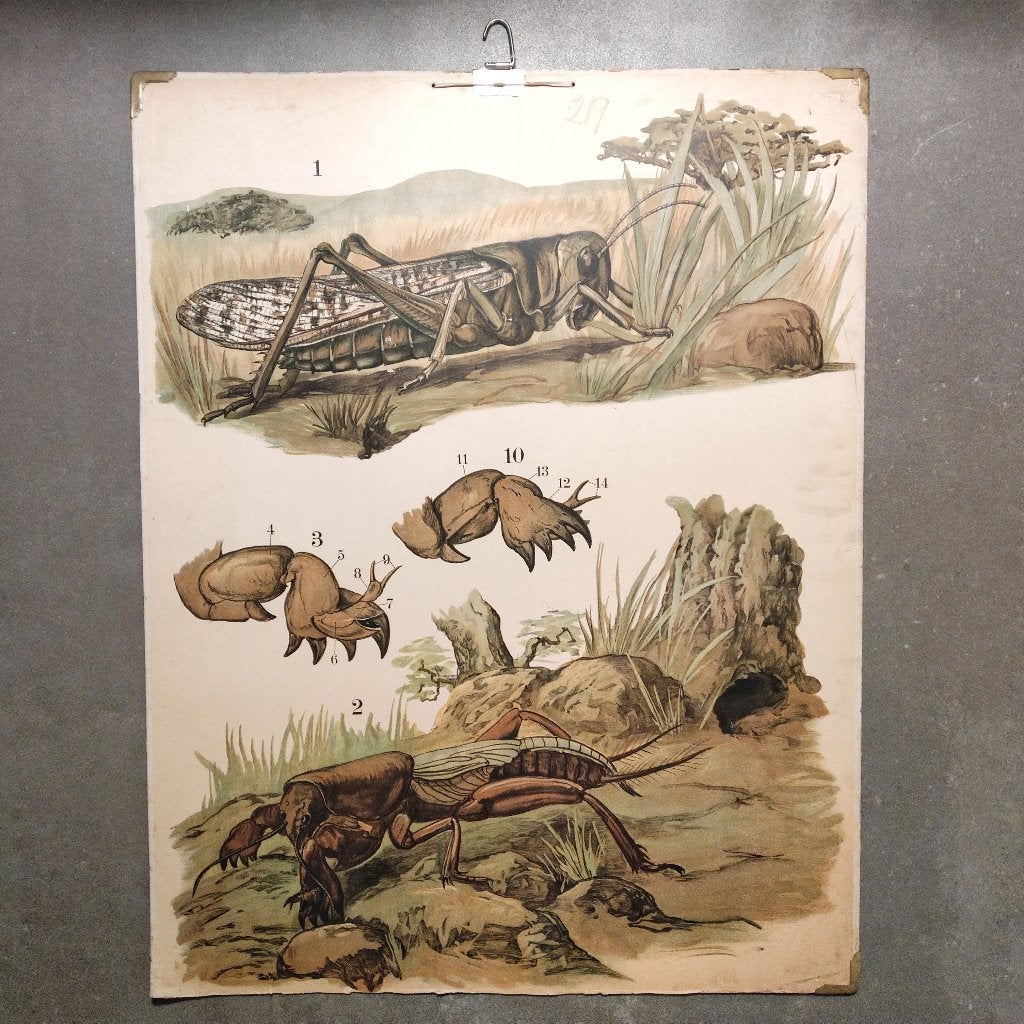 Schoolplaat Sprinkhaan en veenmol - 1905, Ophalen, Natuur en Biologie