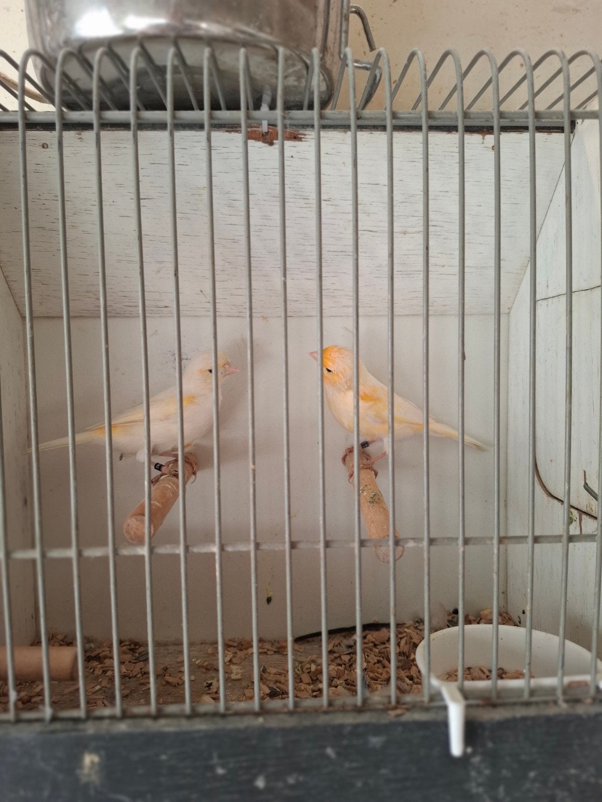 Oranje mozaïek kanarie's, Meerdere dieren, Kleurkanarie