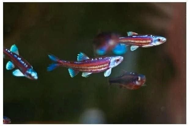 Regenboog winde, goud en blauwe winde, etits, rosetta, zeelt, Dieren en Toebehoren, Vissen | Vijvervissen, Karper of Koi