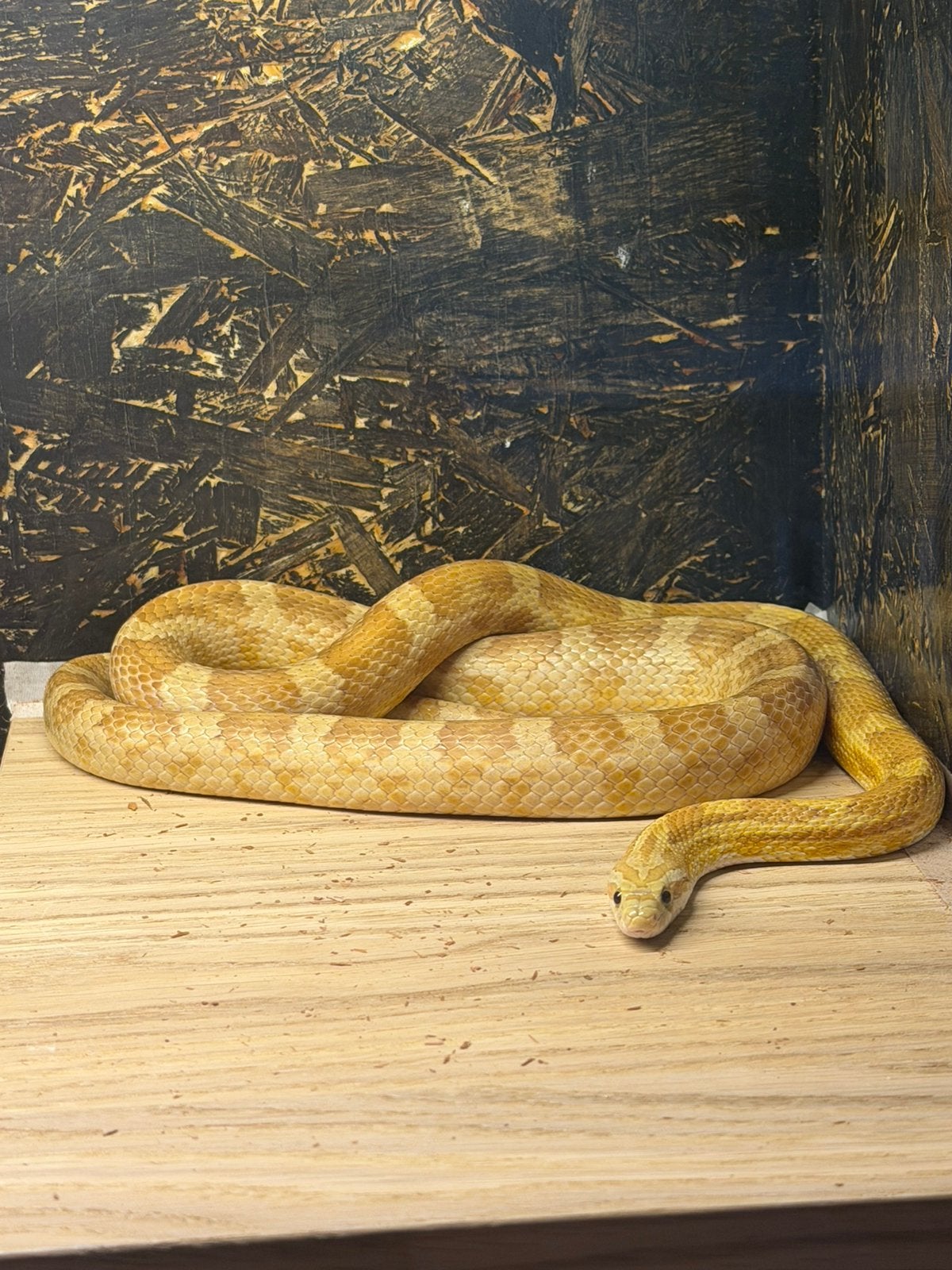 Rattenslang Rat Snake - unknown for sale from Nico Van Vreeswijk