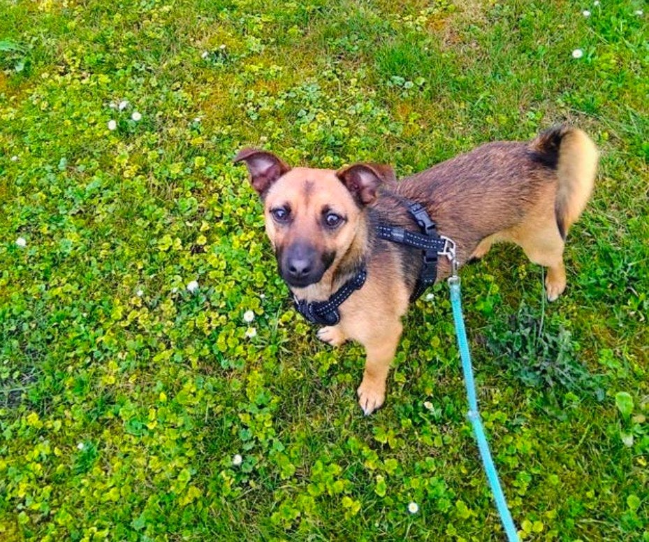 Jack Russell kruising, Parvo, Jack Russell Terriër, 1 tot 2 jaar, Teef