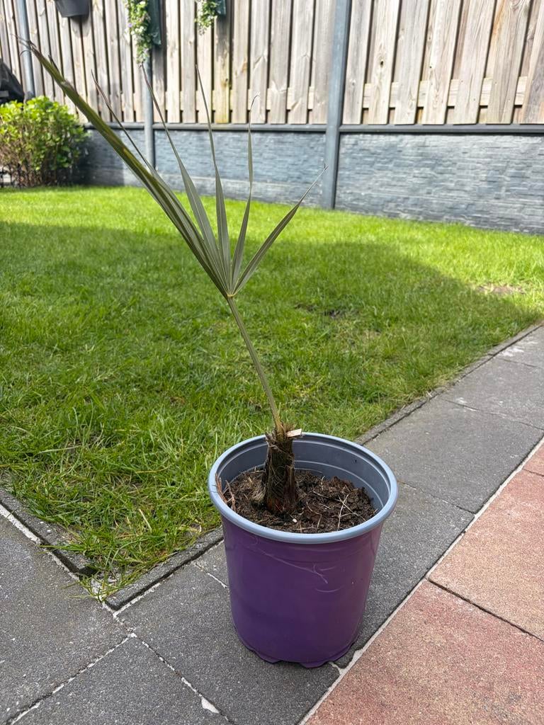 Chamaerops Humilis, Europese Dwergpalm, Winterhard, Vaste plant, Bloeit niet, Halfschaduw, Ophalen