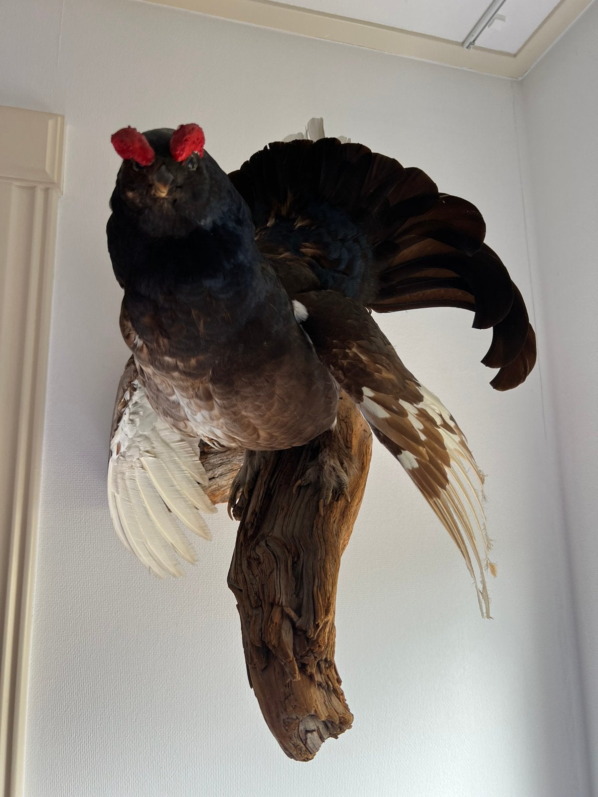 Schitterende opgezette korhoen, Ophalen, Zo goed als nieuw, Vogel, Opgezet dier