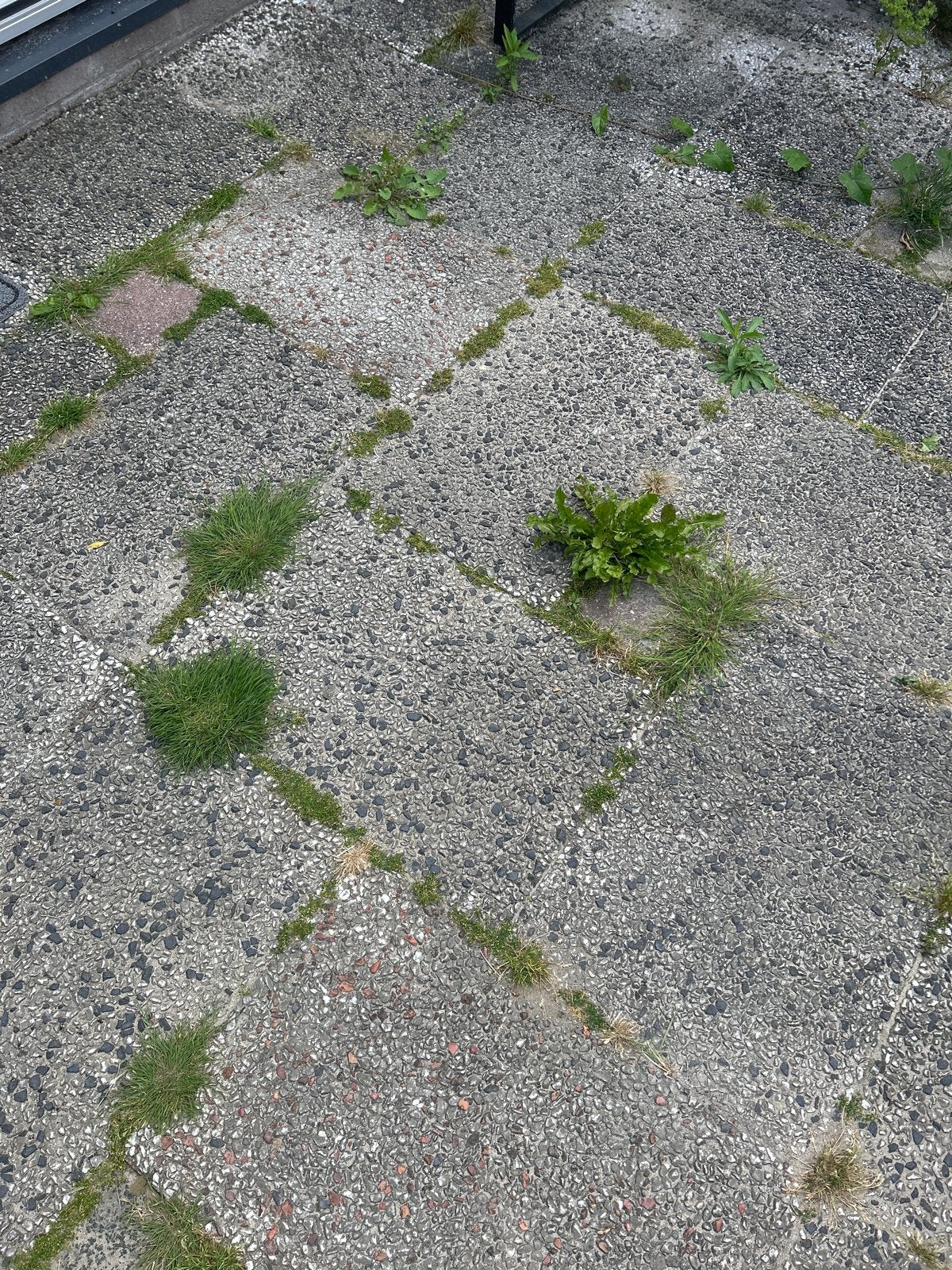 Gratis 40x60 tegels 12m2 - 48 stuks, Tuin en Terras, Tegels en Klinkers, Ophalen, Gebruikt, 10 m² of meer, Beton