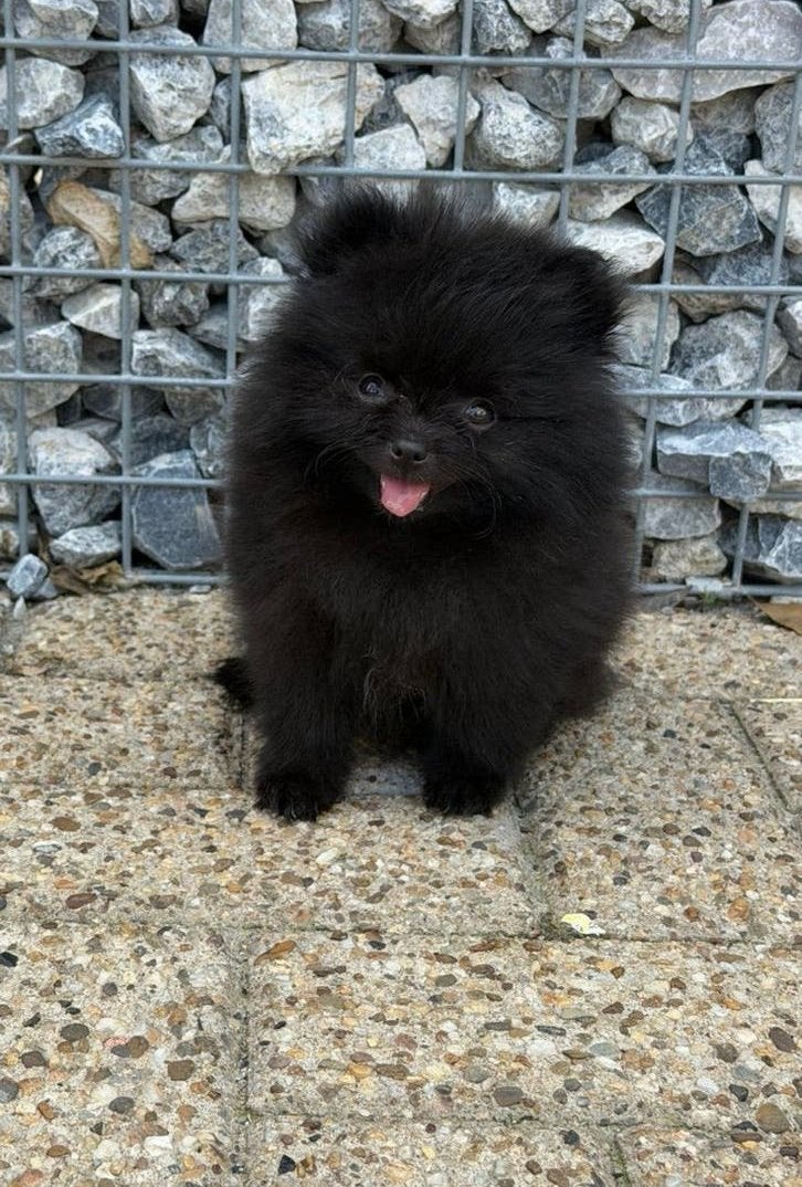 1 pomeriaan pup teefje te koop ouders BEIDE aanwezig, Keeshond, 8 tot 15 weken, Teef, Parvo