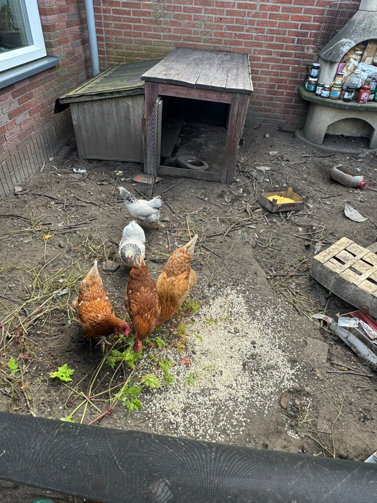 5 kippen, Dieren en Toebehoren, Vrouwelijk, Kip