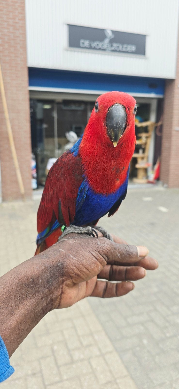 Edel papegaai 2026 / super tam / freeflight, Vrouwelijk, Papegaai, Tam
