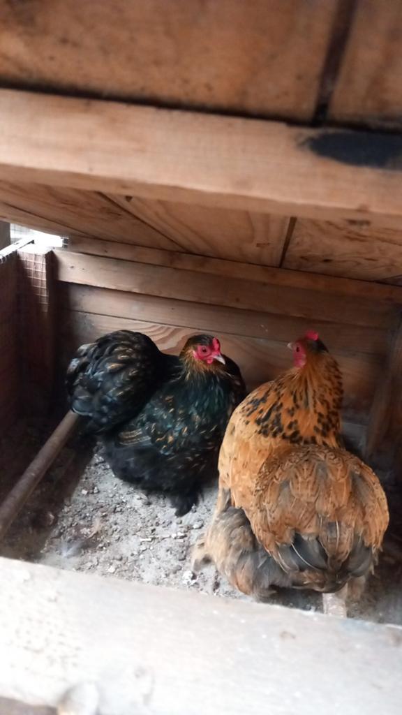 Cochin krielkippen, Dieren en Toebehoren, Pluimvee, Vrouwelijk, Kip