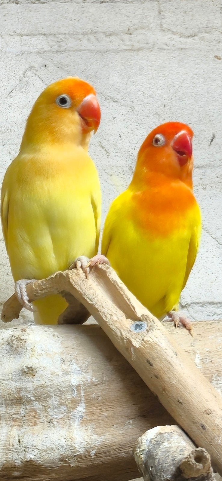 mooi koppeltje fischeri's, Dieren en Toebehoren, Meerdere dieren, Dwergpapegaai of Agapornis, Geringd