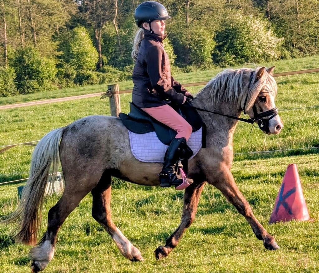 Goed bewegende, apart donkere palomino Welsh Ruin, Dieren en Toebehoren, Pony's, Ruin, 3 tot 6 jaar, B pony (1.17m tot 1.27m)