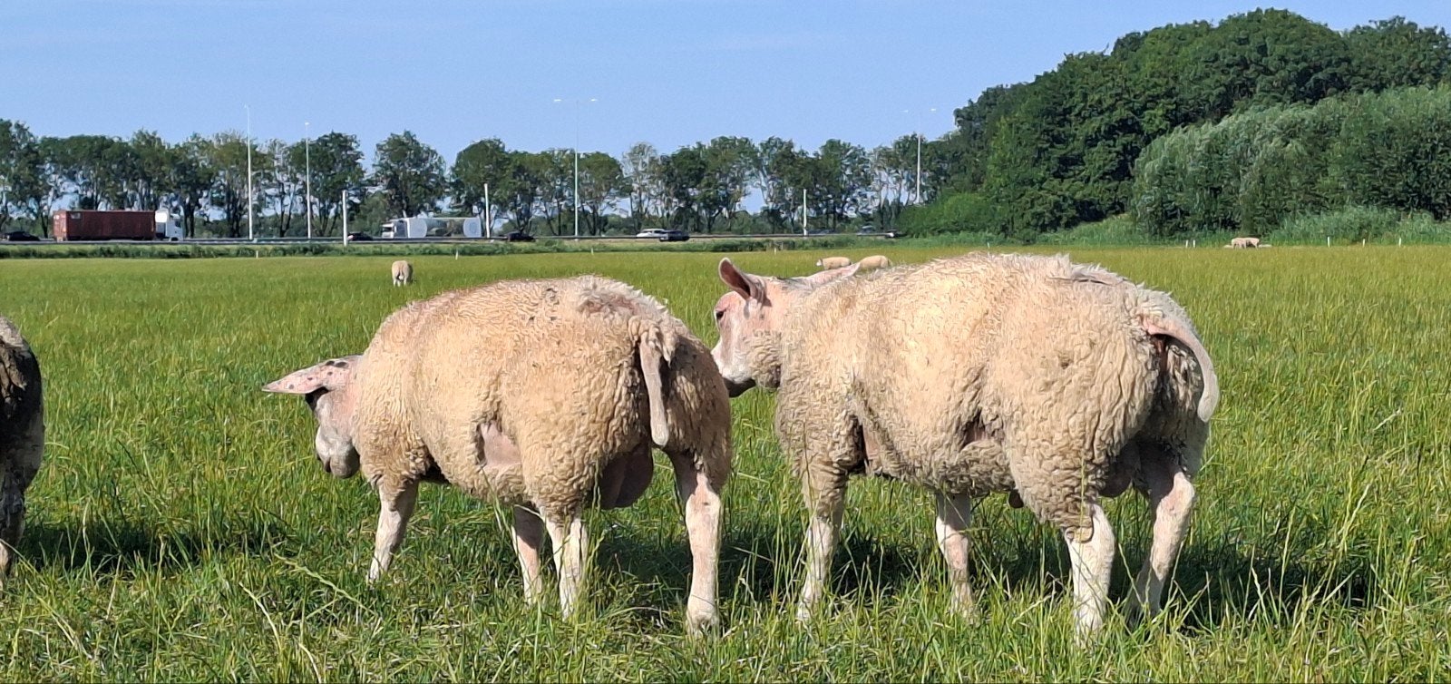 Luxe dekrammen, Dieren en Toebehoren, Schapen, Geiten en Varkens, Mannelijk, Schaap, 0 tot 2 jaar
