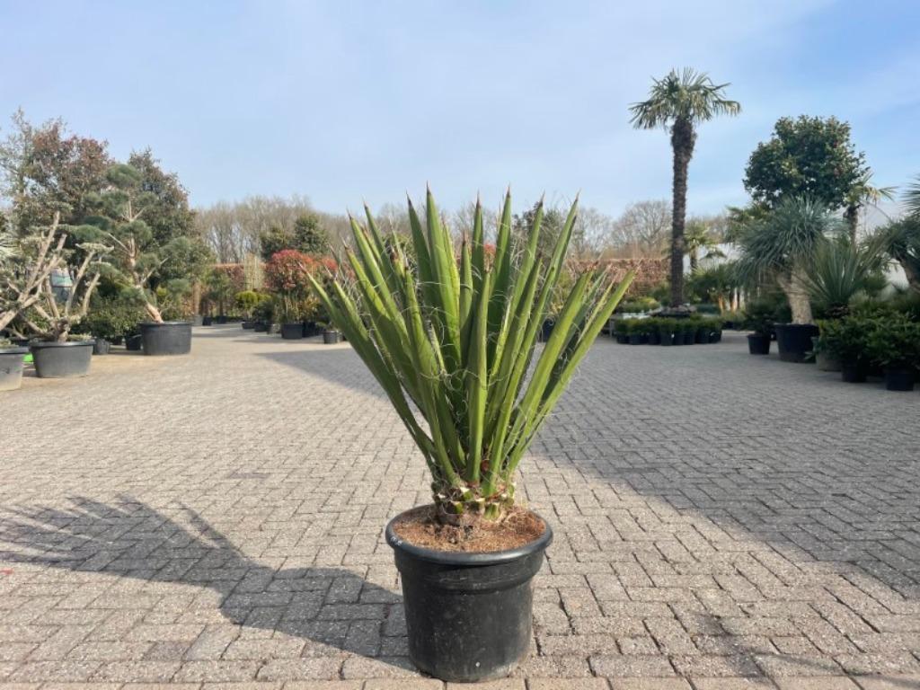 Yucca faxoniana te koop, Overige soorten, Volle zon, Vaste plant, Verzenden