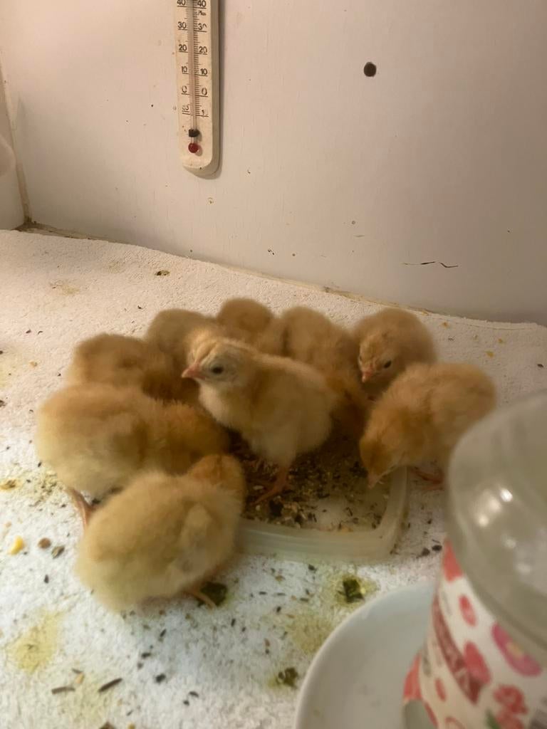 Hobby broederij, Dieren en Toebehoren, Meerdere dieren, Kip
