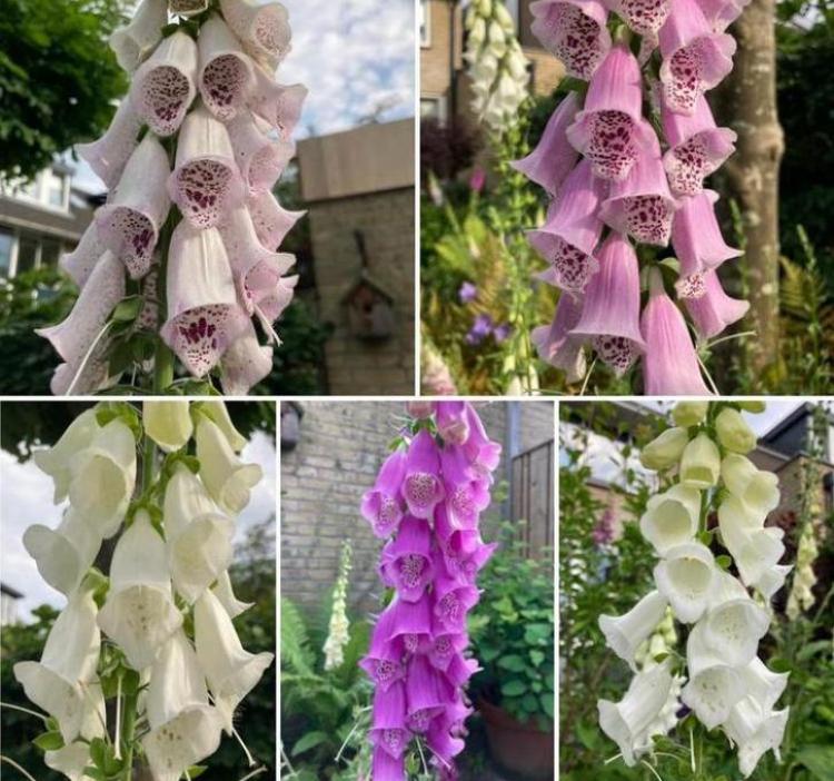 Digitalis mix zaden (vingerhoedskruid) - laatste stuks, Tuin en Terras, Bloembollen en Zaden, Volle zon, Ophalen of Verzenden
