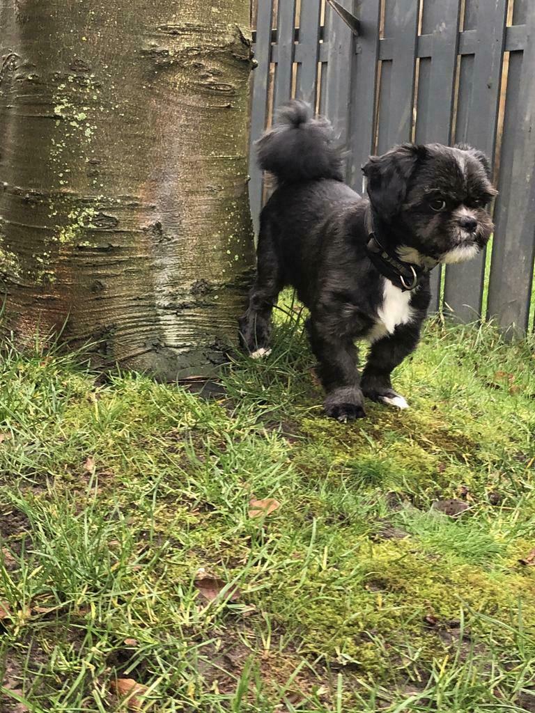 Dekreutje, 6 jaar of ouder, Reu, Parvo, Eén hond
