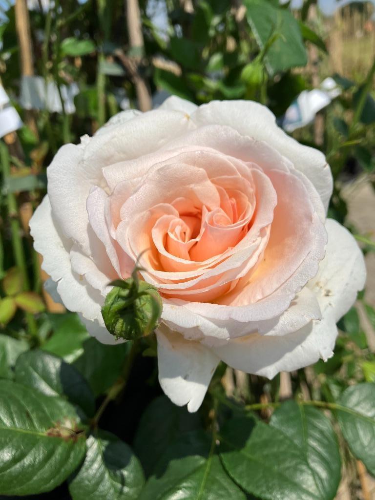 Klimrozen/Leirozen, veel soorten in een grote maat 150-175cm, Tuin en Terras, Planten | Tuinplanten, Ophalen, Volle zon, Vaste plant