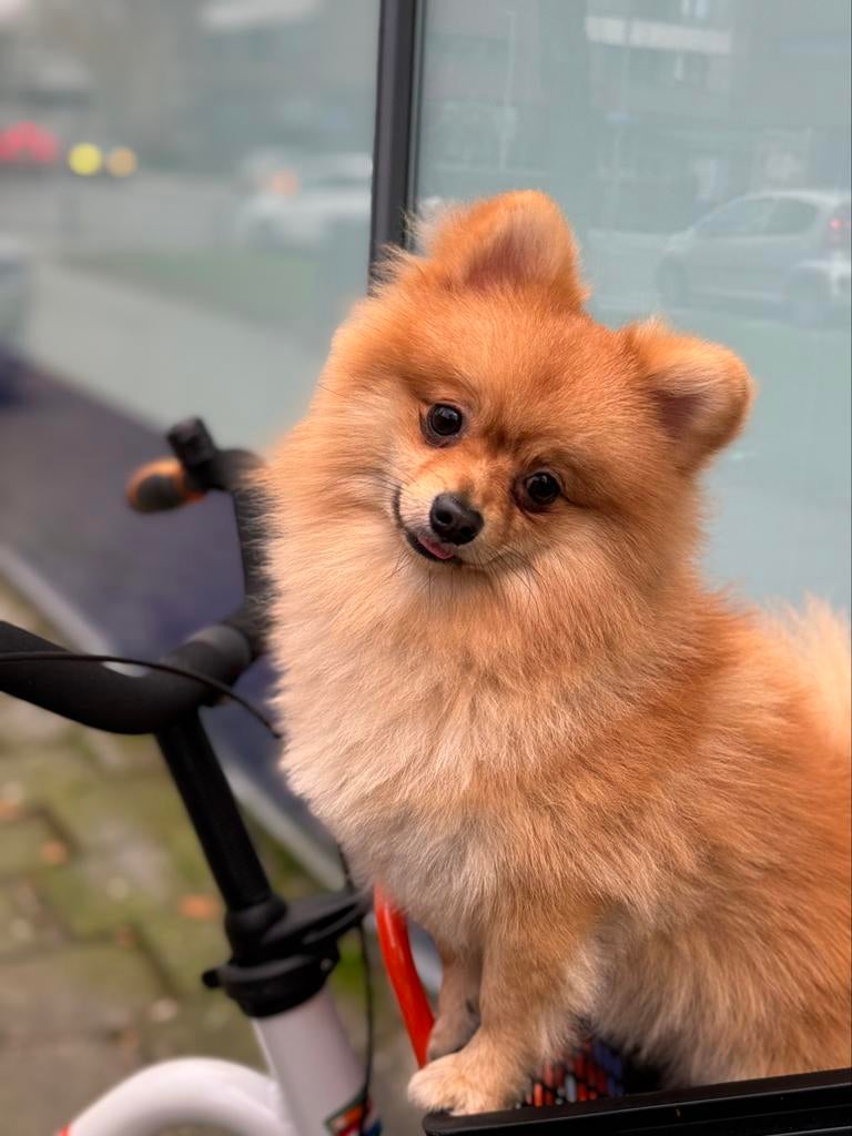 Pomeriaan DEKREU! Loui van TikTok, Dieren en Toebehoren, Honden | Dekreuen, België, Particulier, HCC (leverziekte), Reu