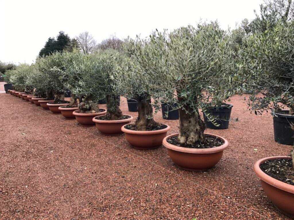 Olijfbomen, Olijfboom , Olea europaea, Tuin en Terras, Planten | Bomen, Ophalen of Verzenden, Olijfboom