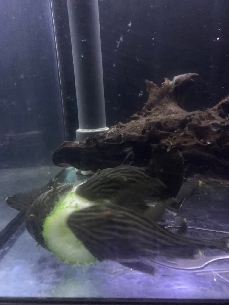 Plecto l330, Dieren en Toebehoren, Vissen | Aquariumvissen, Vis