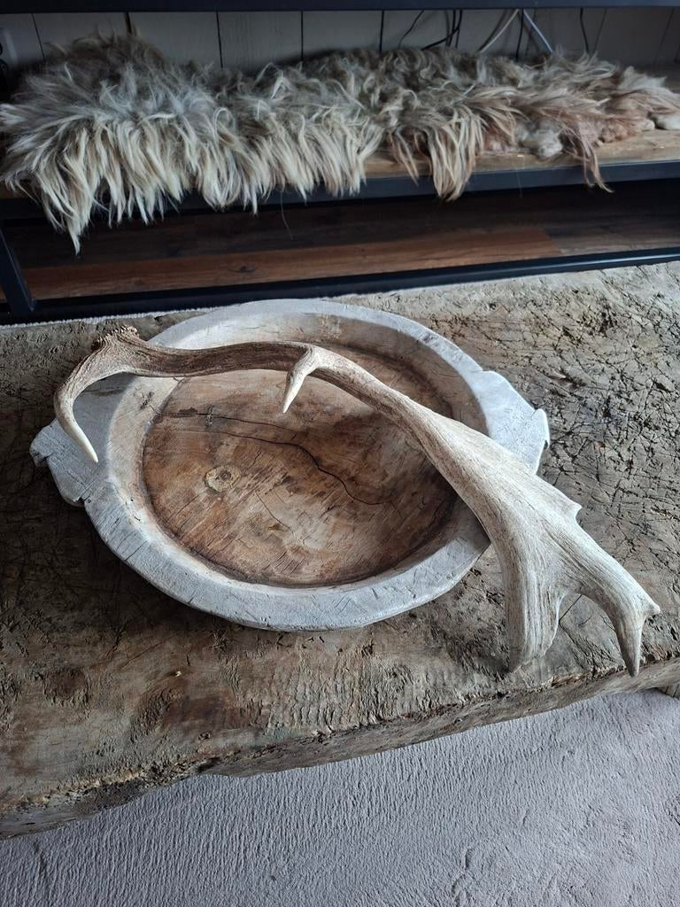 Groot Gewei - Decoratief Herten Gewei - 70 cm, Ophalen of Verzenden, Gebruikt