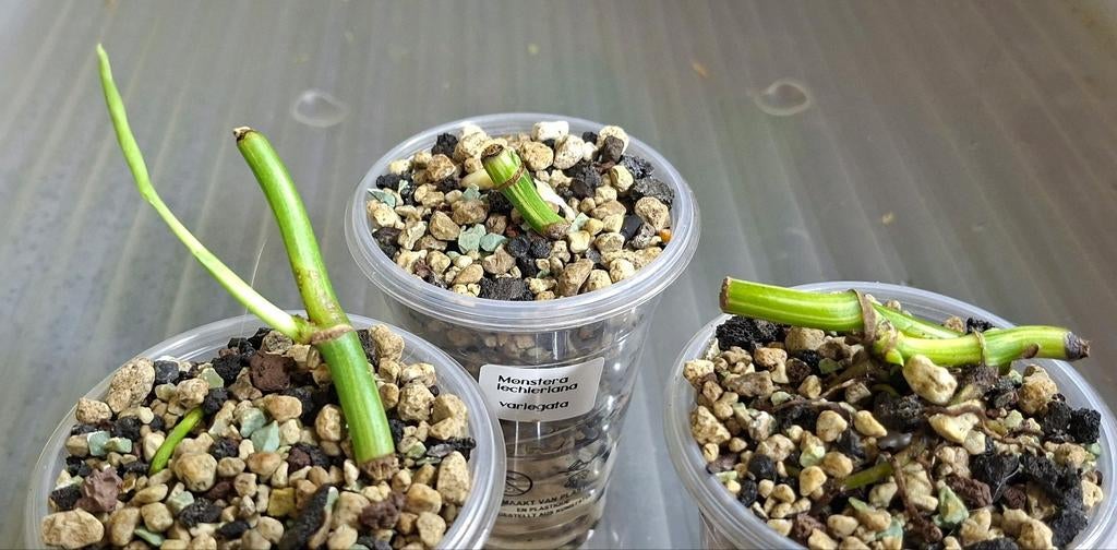 Monstera lechleriana variagata wetsticks, Ophalen of Verzenden, Halfschaduw, Minder dan 100 cm