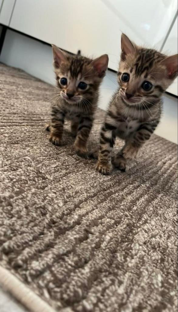 Bengaalse kat, Dieren en Toebehoren, Meerdere dieren, 0 tot 2 jaar