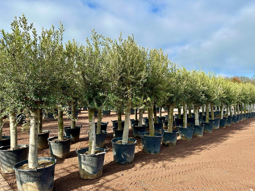 Olijfboom-Olijfbomen-Olea europaea met 30/40 cm stamomtrek