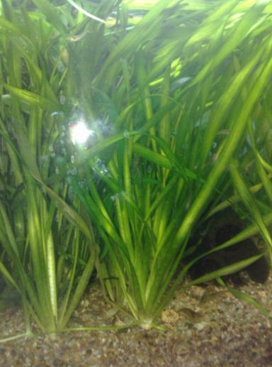 Aquariumplant - Vallisneria Spiralis, Ophalen of Verzenden, Nieuw, Plant(en), Steen of Hout